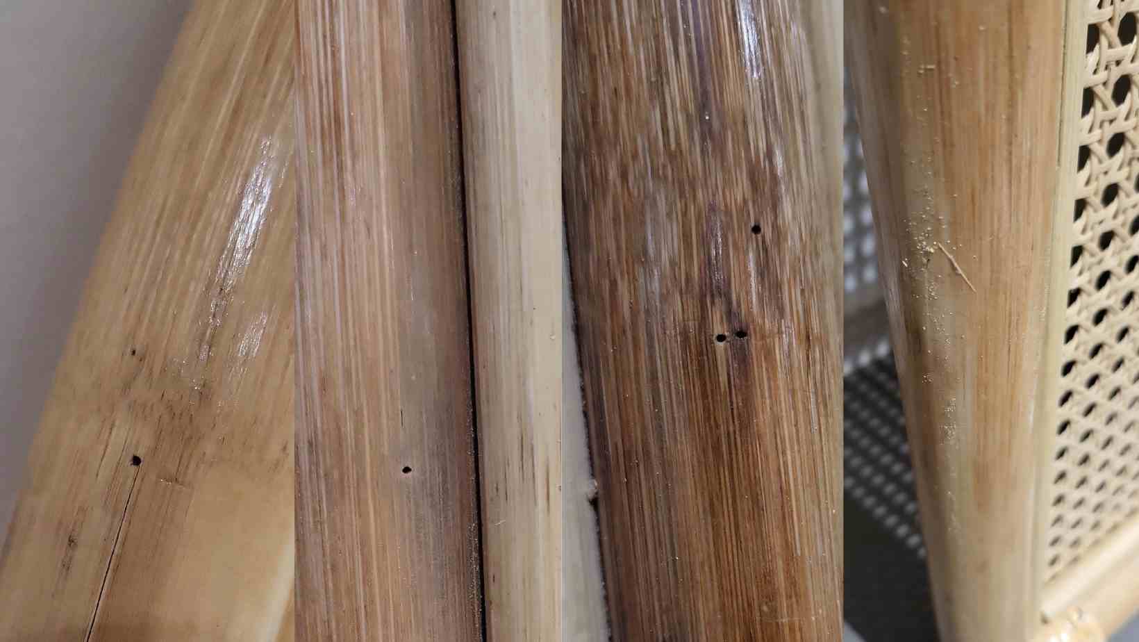 How to Treat and Get Rid of Bostrichid Powder Post Beetles in my Ratta